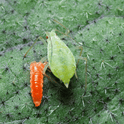 Green aphid and Aphidoletes aphidimyza larva on a green leaf