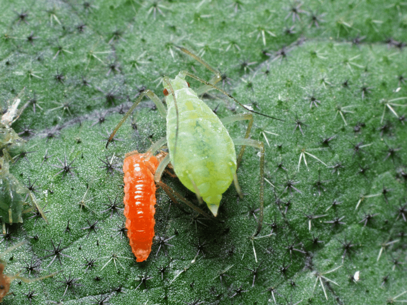 Green aphid and Aphidoletes aphidimyza larva on a green leaf