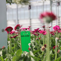 Bug-Scan® Rolls and Sticky Traps
