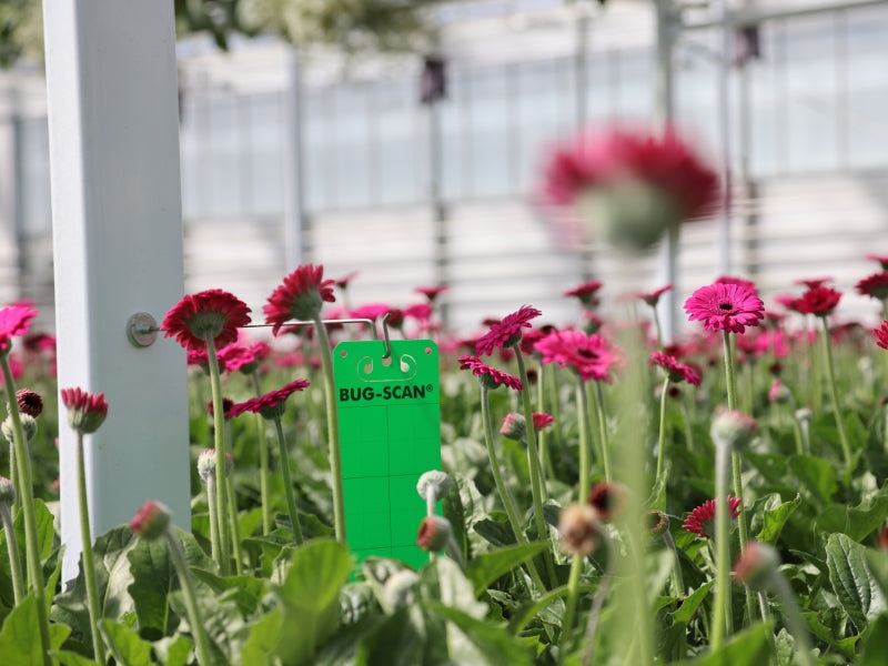 Bug-Scan® Rolls and Sticky Traps