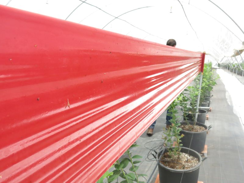 Red shade cloth over plants in a greenhouse setting