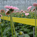 Bug-Scan® Rolls and Sticky Traps