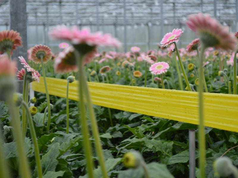 Bug-Scan® Rolls and Sticky Traps