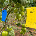 Bug-Scan® Rolls and Sticky Traps