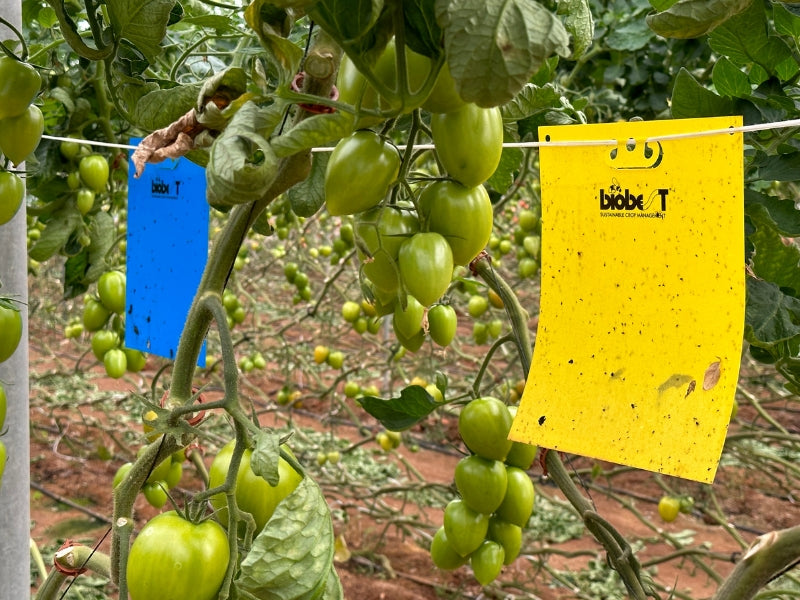 Bug-Scan® Rolls and Sticky Traps