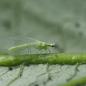 Green lacewing on a leaf with a blurred green background