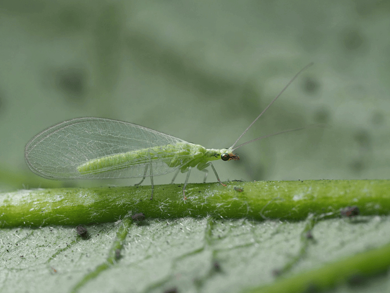 Green lacewing on a leaf with a blurred green background