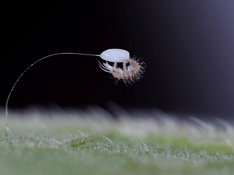 Chrysopa carnea freshly hatched larva on a plant leaf with a dark background