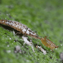 Chrysopa carnea and aphid on a green leaf with a close-up view