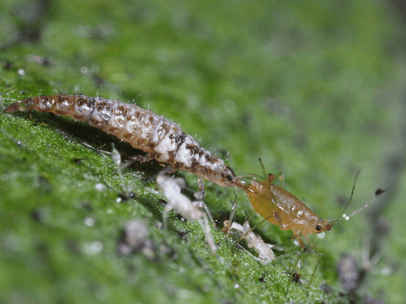 Chrysopa carnea and aphid on a green leaf with a close-up view