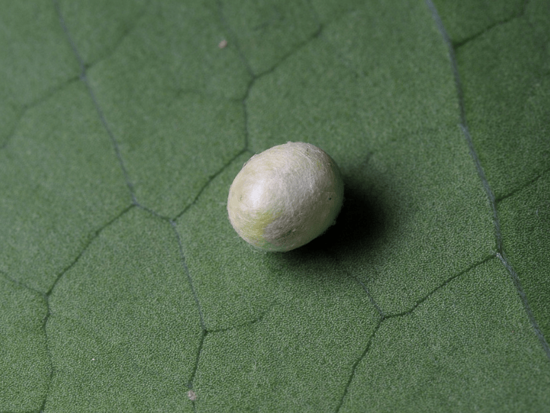 Chrysopa carnea pupa on a green leaf