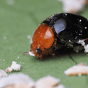 Close-up of a Cryptolaemus montrouzieri adult on a green leaf