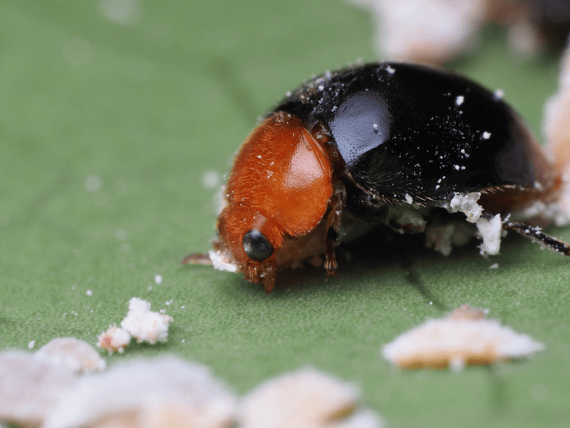 Close-up of a Cryptolaemus montrouzieri adult on a green leaf
