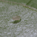 Cryptolaemus montrouzieri egg on a leaf with a close-up view