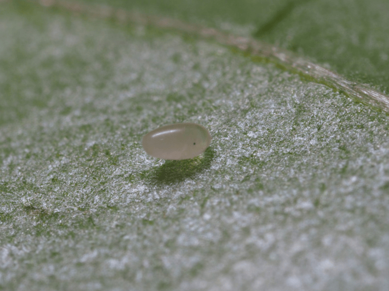 Cryptolaemus montrouzieri egg on a leaf with a close-up view