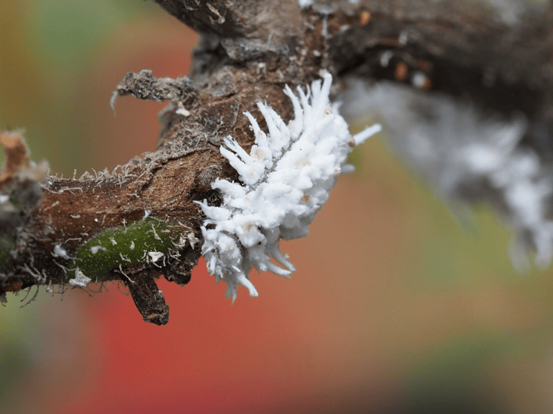 Cryptolaemus montrouzieri larva with a blurred background