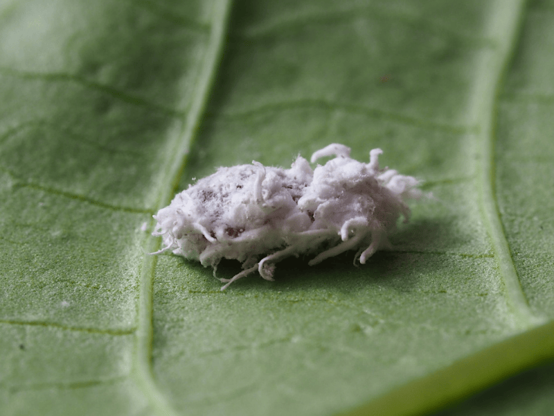 Cryptolaemus montrouzieri pupa on a green leaf
