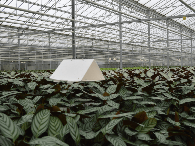 Delta Trap