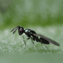 Diglyphus isaea adult on a green leaf with a blurred green background