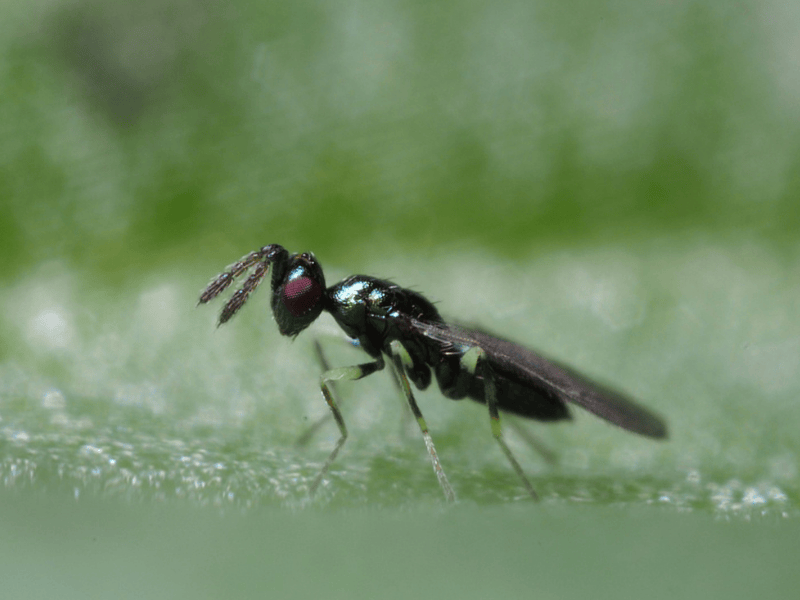 Diglyphus isaea adult on a green leaf with a blurred green background
