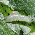 Diglyphus isaea larva