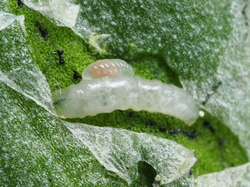 Diglyphus isaea larva