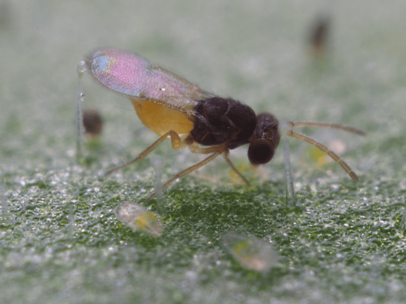 Encarsia Formosa adult on a green leaf