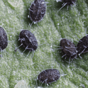 Close-up of Encarsia formosa pupa on a green leaf