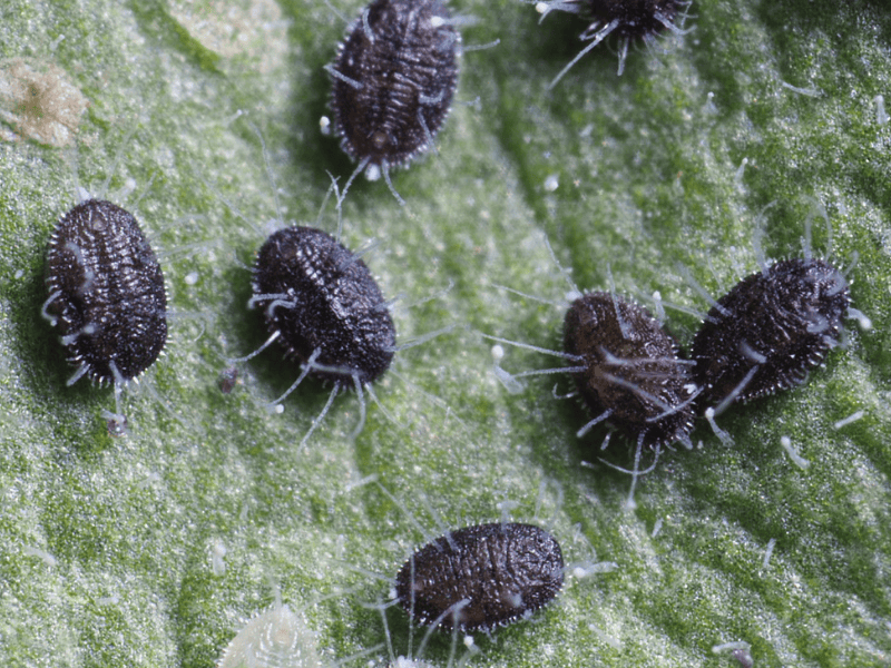 Close-up of Encarsia formosa pupa on a green leaf