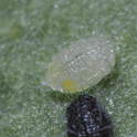 Encarsia formosa sting marks on whitefly pupa