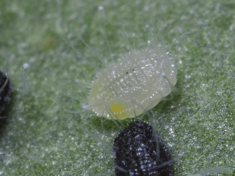 Encarsia formosa sting marks on whitefly pupa