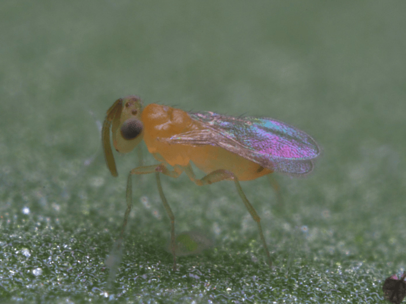 Eretmocerus eremicus female adult on a green leaf
