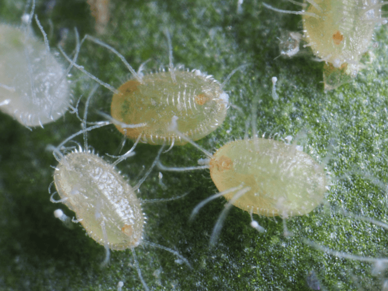 Eretmocerus eremicus puppa on a green lef