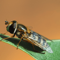 Close-up of a hoverfly Eupeodes corolla on a green leaf with a blurred background