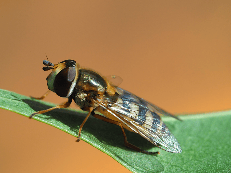 Close-up of a hoverfly Eupeodes corolla on a green leaf with a blurred background