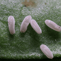 Eupeodes corolla eggs on a green leaf