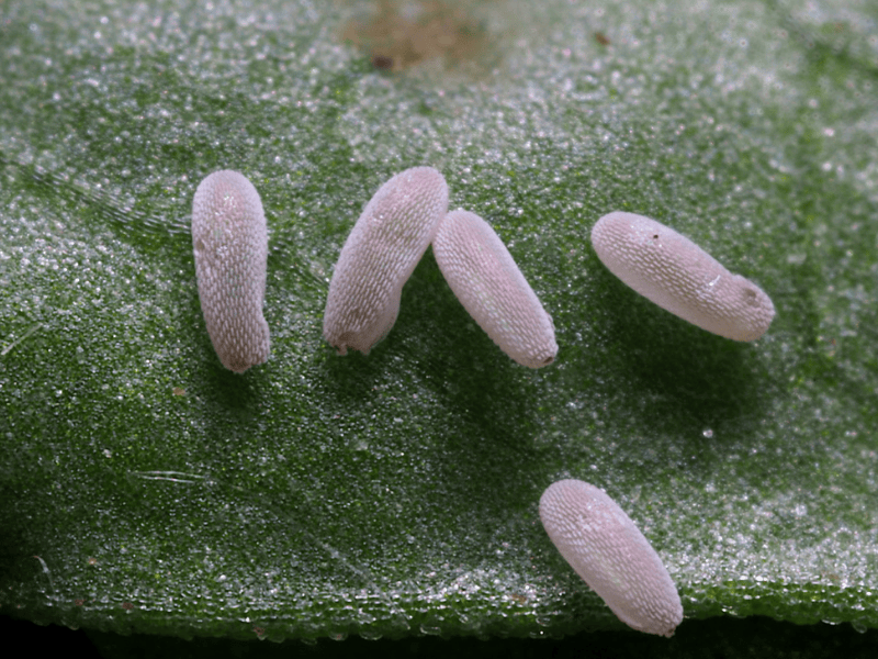 Eupeodes corolla eggs on a green leaf