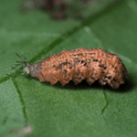 Eupeodes corolla larva and aphid on a green leaf