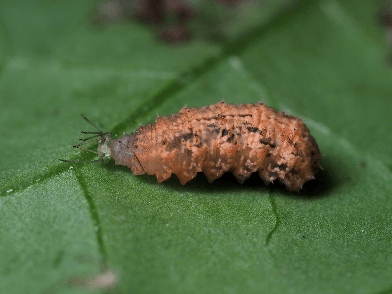 Eupeodes corolla larva and aphid on a green leaf