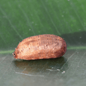 Eupeodes corolla puppa on a green leaf