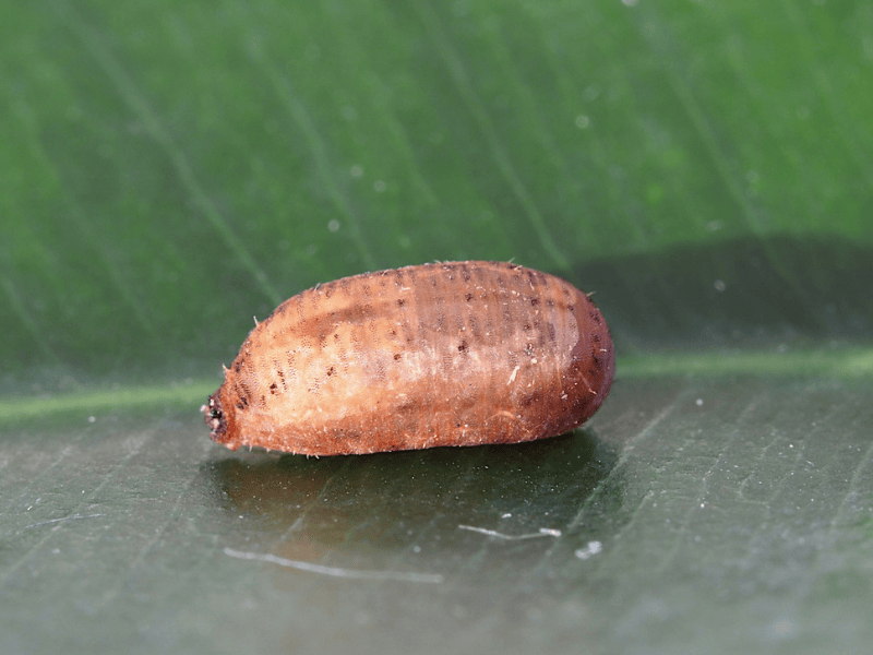 Eupeodes corolla puppa on a green leaf