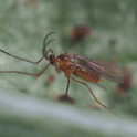 Feltiella acarisuga female adult on a leaf with a blurred green background