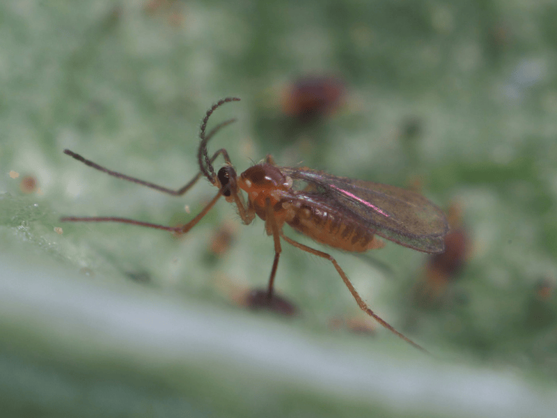 Feltiella acarisuga female adult on a leaf with a blurred green background