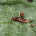 Feltiella acarisuga larva on a green leaf with a close-up view