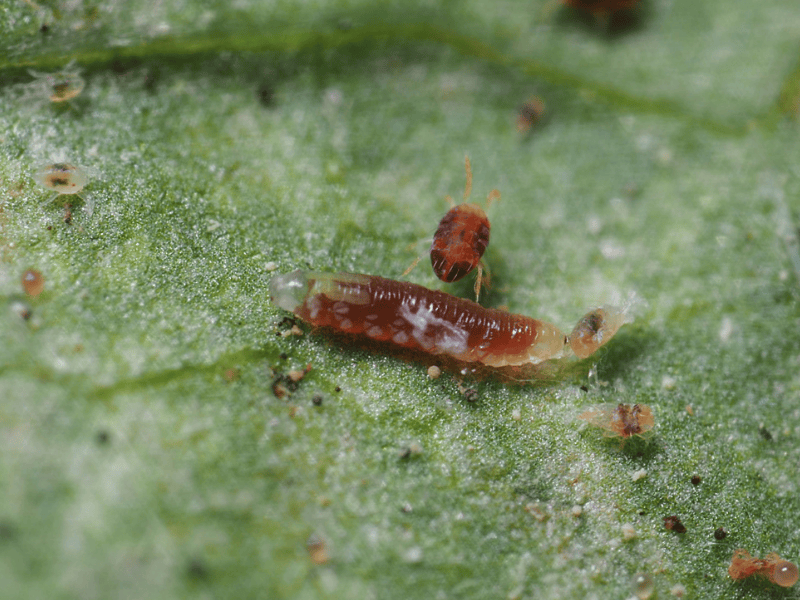 Feltiella acarisuga larva on a green leaf with a close-up view