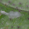 Close-up of a Feltiella acarisuga pupa on a green leaf