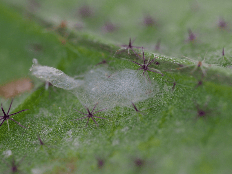 Close-up of a Feltiella acarisuga pupa on a green leaf