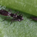 Franklinothrips vespiformis adult
