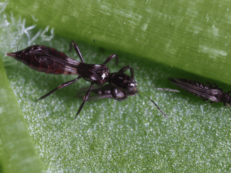 Franklinothrips vespiformis adult