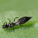 Franklinothrips vespiformis adult